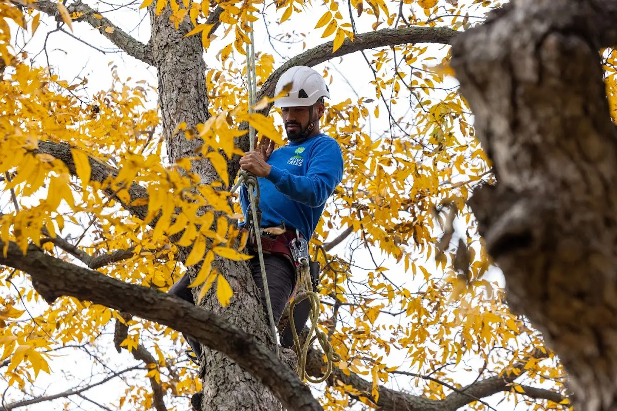 Skilled Storm Damage Cleanup crew working in Orchard